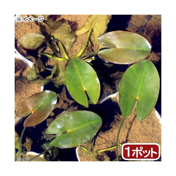 irIg[vjA@͍@TCWEREzliP|bgj@tAixԁj