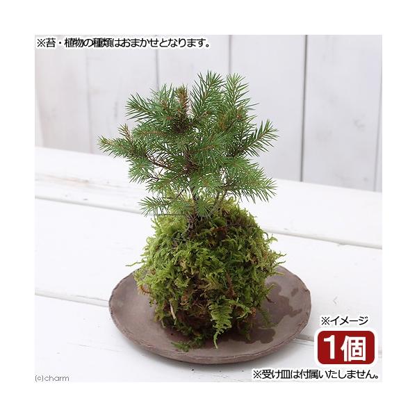 安い侘び草の通販商品を比較 ショッピング情報のオークファン