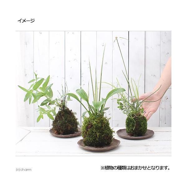 盆栽 苔玉水辺植物３種寄せ植え 品種おまかせ ３個 観葉植物コケ玉 Buyee 日本代购平台 产品购物网站大全 Buyee一站式代购bot Online