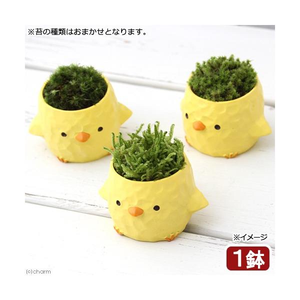 i~́jۖ~́@gAj}@qRiPj