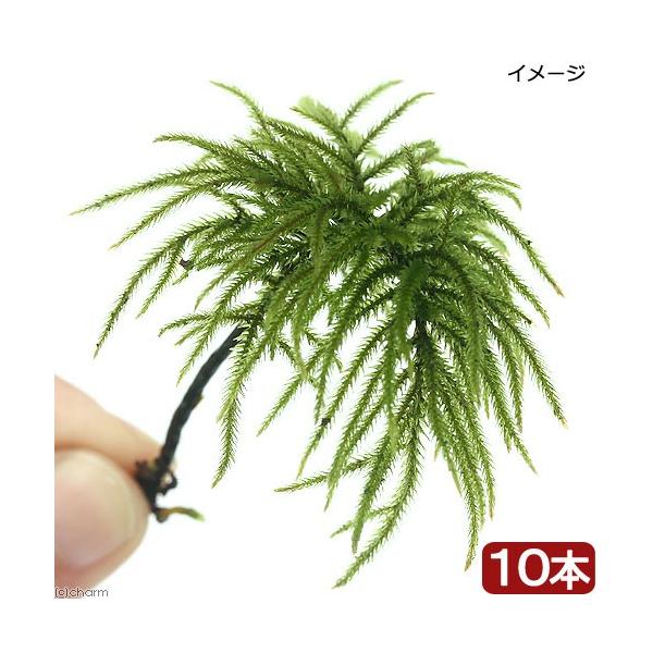 ieEjہ@REm}lOTi_jiPO{j