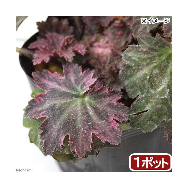 _gardening　ガーデニング　山野草　テラリウム　ＲＭ　20171210　sannyasou_2014　育て方　育成方法　栽培方法　人字草　ユキノシタ科ユキノシタ属　モミジバダイモンジソウ　紅葉葉大文字草　ジンジソウ　Ｓａｘｉｆｒａｇ...