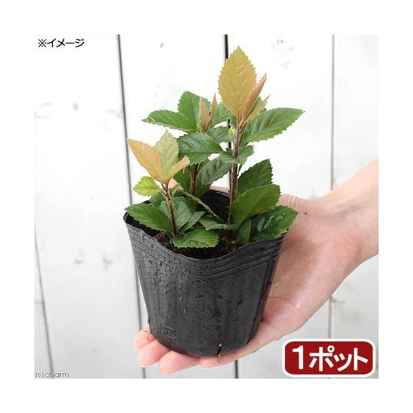 iR쑐j~́@cREWiqj@RiP|bgj