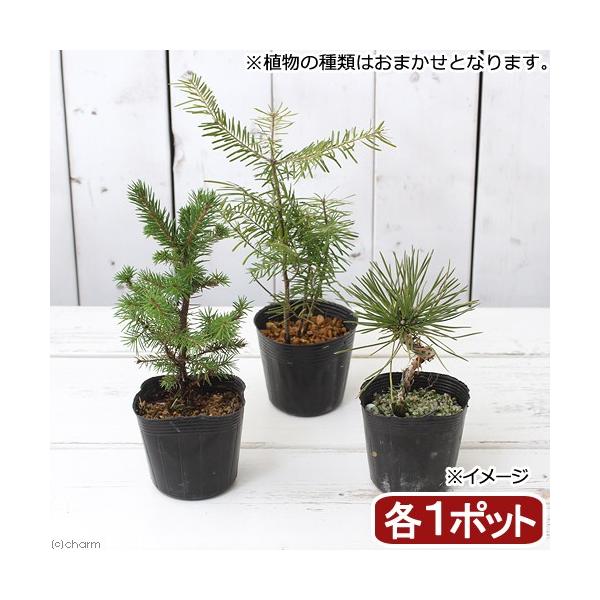 iR쑐j~́@}cij܂RZbg@PT`RO@QDT`R