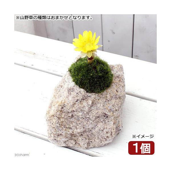 iR쑐jۖ~́@RΐΔA@t̎R쑐@i킨܂@iPjixԁj