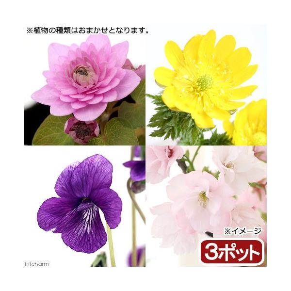 _gardening　ガーデニング　山野草　ＲＭ　20180208　sannyasou_2014　gar0620_sanya　s31Irb6_bitp　s31b_CsrJcm　gar_sanya1412　gar_sanya1502　植物　植...