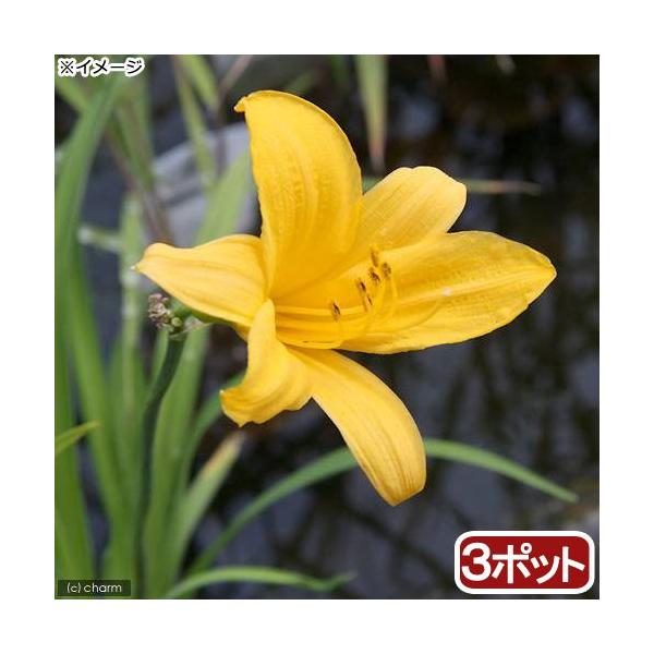 _aqua　ビオトープ　ガーデニング　水辺植物　その他水辺植物　all_plants　_gardening　植物　植物生体　ガーデニング生体　育て方　育成方法　栽培方法　20180203　RM　湿生植物　p5mizbrk2305