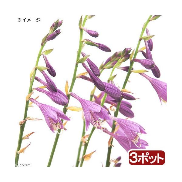 iR쑐jM{EVi[j@RoM{EVit[j@RiR|bgjixԁj