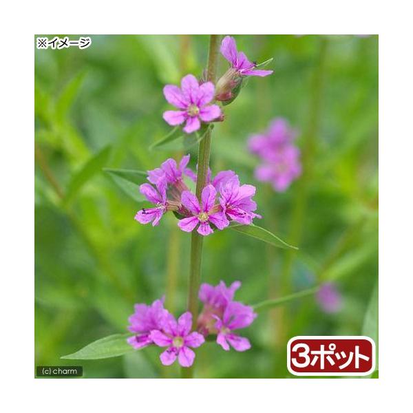 _aqua　_gardening　金魚・メダカ　水辺植物　水生植物　有茎種　枝もの　ガーデニング　その他水辺植物　ll_plants　20180203　RM　nz247yhgガーデニング　bio_130715　nittan_0208　植物　...