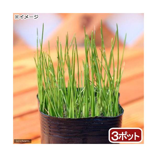 _aqua　_gardening　金魚・メダカ　ビオトープ　ウォーターガーデン　水辺植物　水生植物　オーナメンタルグラス　線形状　ガーデニング　all_plants　20180218　ＲＭ　bio_130715　xdwsq174ガーデニング...