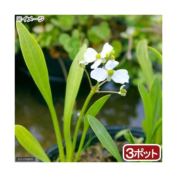 金魚・メダカ　_aqua　_gardening　ビオトープ　水辺植物　水生植物　オモダカ　Ａｌｉｓｍａｔａｃｅａｅ　ガーデニング　水辺植物all_plants　20180218　ＲＭ　水辺0331　bio_130715　植物　植物生体　ガー...