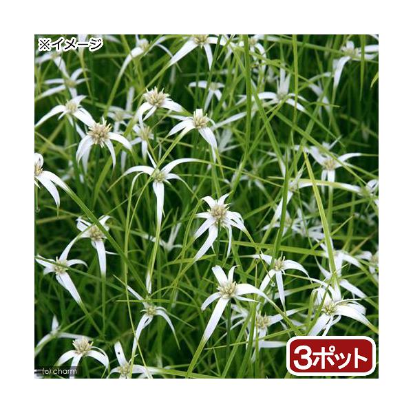 _aqua　_gardening　ビオトープ　ウォーターガーデン　水辺植物　水生植物　オーナメンタルグラス　線形状　ガーデニング　all_plants　シラサギカヤツリ　植物　植物生体　ガーデニング生体　育て方　育成方法　栽培方法　2018...