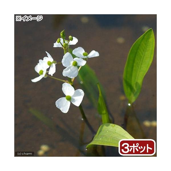 金魚・メダカ　_aqua　_gardening　ビオトープ　水辺植物　水生植物　オモダカ　Ａｌｉｓｍａｔａｃｅａｅ　ガーデニング　all_plants　20180218　ＲＭ　ヒメオモダカ　bio_130715　rviw10cmx1122ガ...