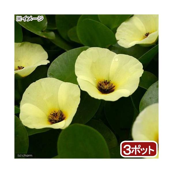 _aqua　_gardening　金魚・メダカ　ビオトープ　水辺植物　水生植物　浮葉植物　ガーデニング　all_plants　20180218　ＲＭ　bio_130715　oygcu845ガーデニング　植物　植物生体　ガーデニング生体　育て...