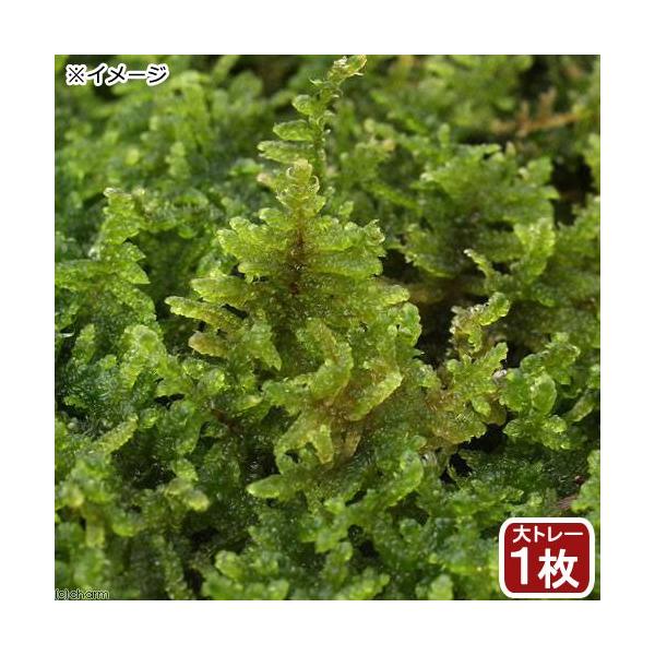 ieEjہ@g[@nCSP@g[P@SW×RR