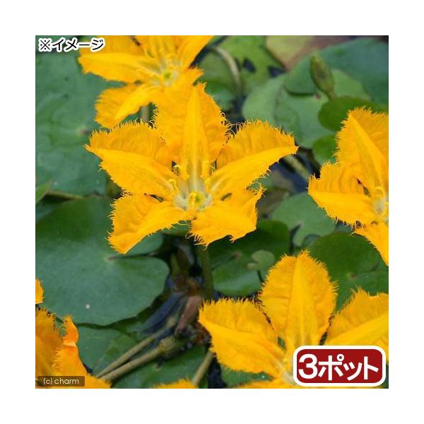 _aqua　_gardening　金魚・メダカ　ビオトープ　水辺植物　水生植物　浮葉植物　nymphoides　ガーデニング　水辺植物all_plants　20180307　ＲＭ　bio_130715　植物　植物生体　ガーデニング生体　育て...