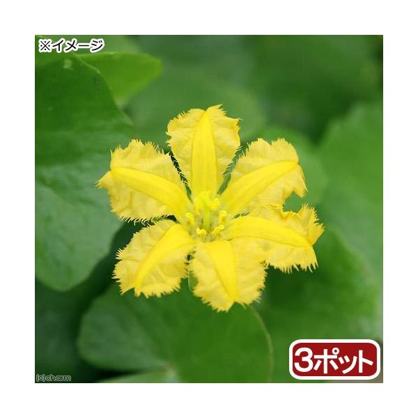 _aqua　_gardening　金魚・メダカ　ガーデニング　ビオトープ　水辺植物　水生植物　植物　植物生体　ガーデニング生体　育て方　育成方法　栽培方法　20180307　ＲＭ　浮葉植物　p5mizbrk2305