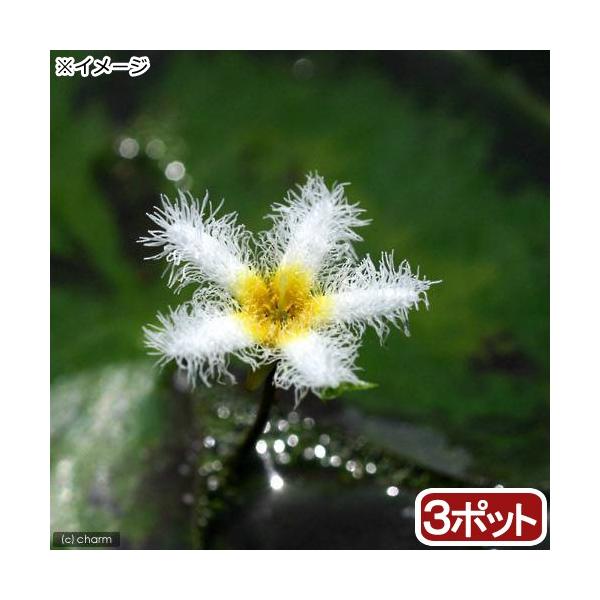_aqua　_gardening　ビオトープ　水辺植物　水生植物　浮葉植物　nymphoides　ガーデニング　all_plants　bio_130715　植物　植物生体　ガーデニング生体　育て方　育成方法　栽培方法　20180307　ＲＭ...