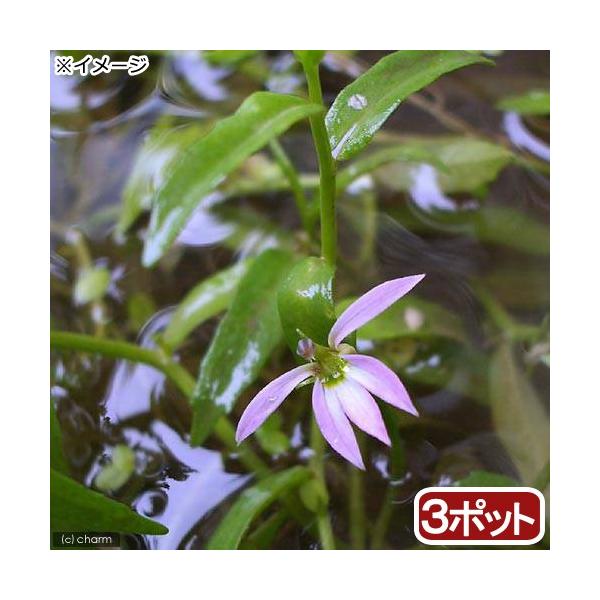 _aqua　_gardening　金魚・メダカ　水辺植物　水生植物　有茎種　枝もの　ガーデニング　その他水辺植物　キキョウ科ミゾカクシ属　Ｌｏｂｅｌｉａ　ｃｈｉｎｅｎｓｉｓ　溝隠し　アゼムシロ　畦筵　ロベリアシネンシス　all_plants...