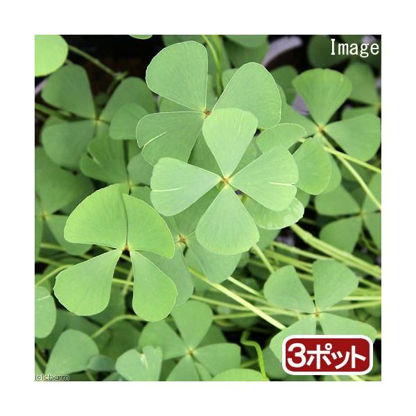 _aqua　_gardening　金魚・メダカ　ビオトープ　水辺植物　水生植物　ウォータークローバー　デンジソウ　ガーデニング　水辺植物all_plants　FOUR　LEAF　CLOVER　MARSILEA　QUADRIFOLIA　SPP...