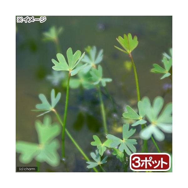 _kame　_aqua　_hachu　_gardening　金魚・メダカ　ビオトープ　水辺植物　水生植物　ウォータークローバー　両爬向き植物　デンジソウ　ガーデニング　その他水辺植物　ll_plants　クローバー0615　四葉シリーズ　n...