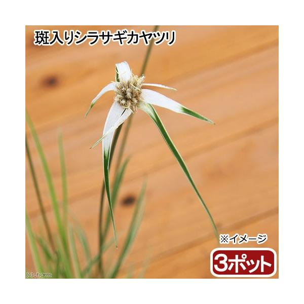 スイレン　睡蓮　栽培　育て方　_aqua　_gardening　ビオトープ　温帯性スイレン　ガーデニング　水辺植物　イエロー　温帯性　all_plants　li_yellow　father_yellow　ontaiseisuiren　各色ス...