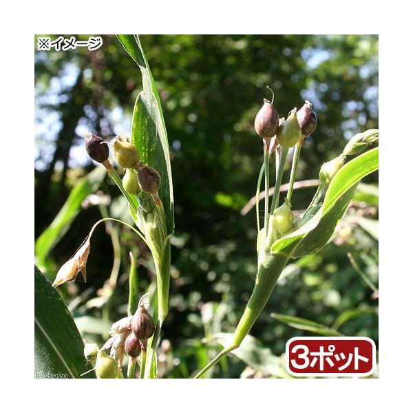 _gardening　ガーデニング　山野草　水辺植物　ビオ植物　ビオトープ　Ｃｏｉｘ　ｌａｃｒｙｍａ　ｊｏｂｉ　20180311　RM　イネ科　ハトムギ　ジュズダマ　トウムギ　唐麦　数珠　鳩麦　植物　植物生体　ガーデニング生体　育て方　育成...