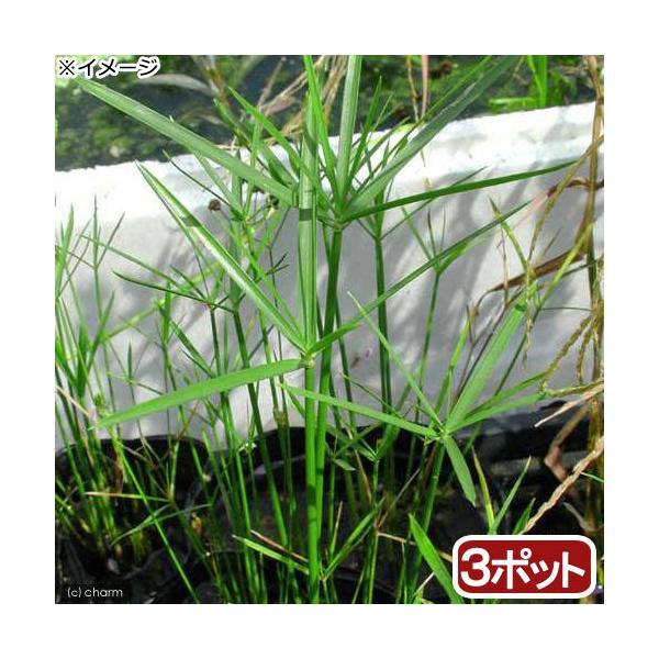 _aqua　_gardening　金魚・メダカ　ビオトープ　ウォーターガーデン　水辺植物　水生植物　シぺラス　シペルス　オーナメンタルグラス　線形状　ガーデニング　all_plants　水辺0328　ミニシペルス　bio_130715　植物...