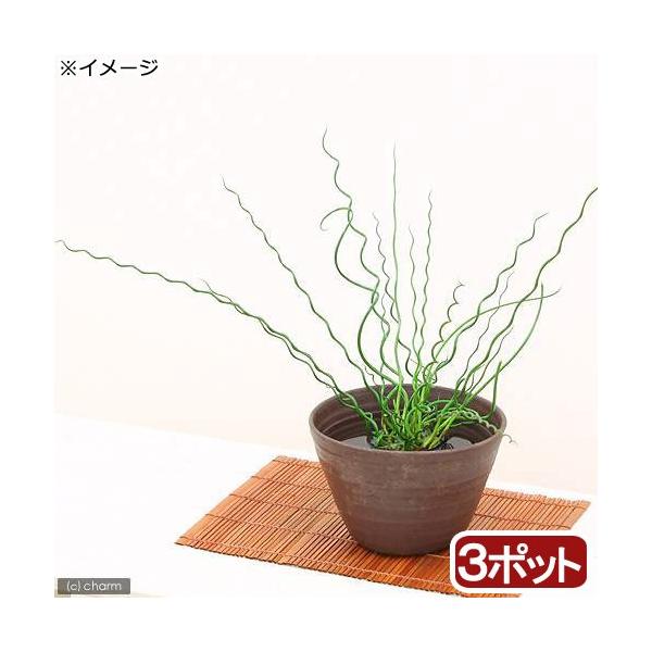 _aqua　_gardening　金魚・メダカ　ビオトープ　ウォーターガーデン　水辺植物　水生植物　オーナメンタルグラス　線形状　ガーデニング　その他水辺植物　all_plants　水辺0309　20110309　xmeiomee95　20...