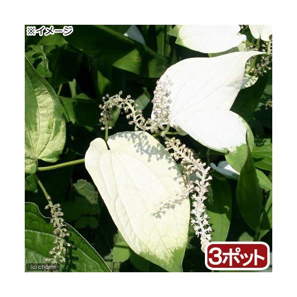 _kame　_aqua　_hachu　_gardening　金魚・メダカ　水辺植物　水生植物　ハーブ　枝もの　有茎種　ガーデニング　その他水辺植物　all_plants　20180311　RM　水辺0322　両爬向き植物　水辺植物2012　...