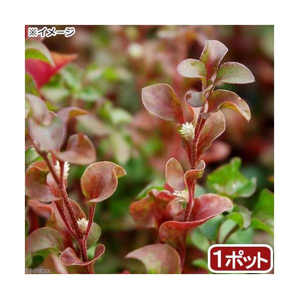 金魚・メダカ　_aqua　_gardening　ビオトープ　水辺植物　水生植物　ガーデニング　all_plants　20180320　ＲＭ　水辺0331　bio_130715　植物　植物生体　ガーデニング生体　育て方　育成方法　栽培方法　ア...