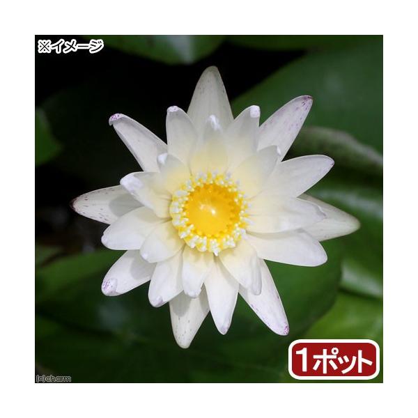 irIg[vj@@Mѐ@iXCjij@X^[zCgiP|bgjiJSj