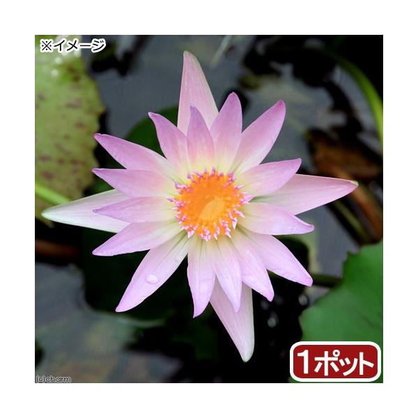 irIg[vj@@Mѐ@iXCjij@sNr[iP|bgjiJSjixԁj