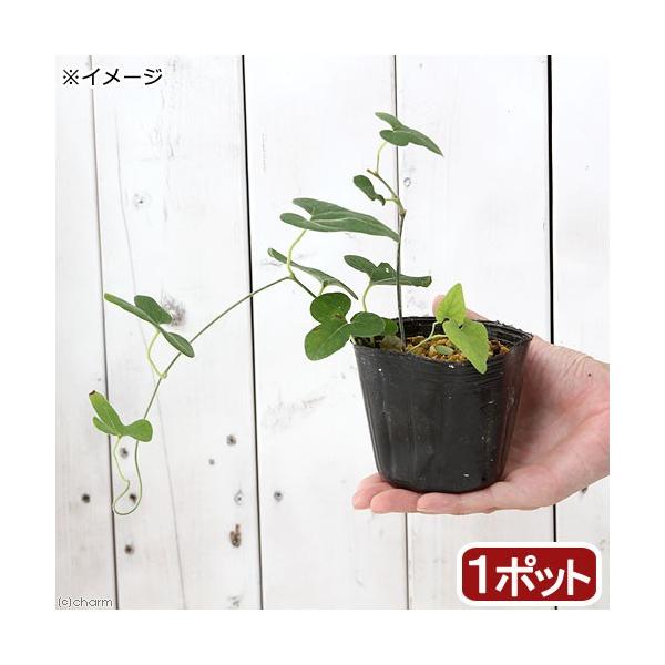 _gardening　ガーデニング　山野草　Ａｒｉｓｔｏｌｏｃｈｉａ　ｄｅｂｉｌｉｓ　ｋａｅｍｐｆｅｒｉ　馬の鈴草　馬鈴草　ウマノスズクサ　オオバウマノスズクサ　20180810　ＲＭ　育て方　育成方法　栽培方法　馬兜鈴　ばとうれい　つる植...