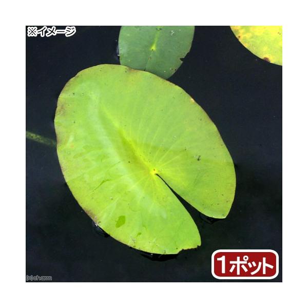 sfset　_aqua　_gardening　ビオトープ　ガーデニング　水辺植物　all_plants　スイレン科　Ｎｙｍｐｈａｅａｃｅａｅ　コウホネ属　Ｎｕｐｈａｒ　20180817　ＲＭ　植物　植物生体　ガーデニング生体　育て方　育成方...
