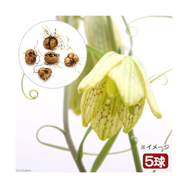 iR쑐j@oCiLjiTjixԁj