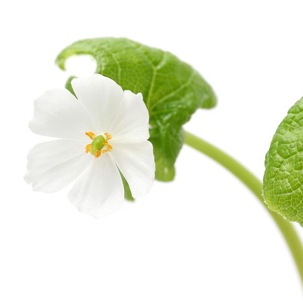 _gardening　山野草　サンカヨウ　山荷葉　３号　１ポット　メギ科　サンカヨウ属　Ｄｉｐｈｙｌｌｅｉａ　ｃｙｍｏｓａ　カヨウ　荷葉　ガーデニング　苗　20181108　ＲＭ　植物　植物生体　ガーデニング生体　育て方　育成方法　栽培方法...