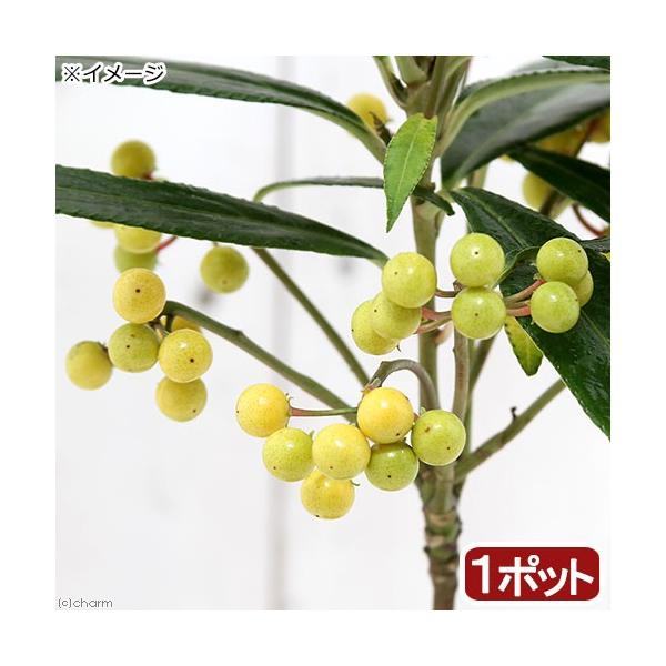 iR쑐j~́@S@J^`oiikj@RDTiP|bgj