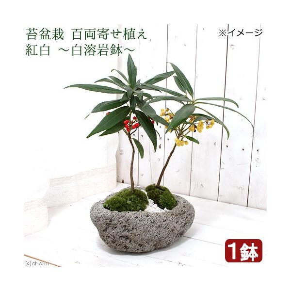 i~́jۖ~́@S񂹐A@g@`n┫`iPjixԁj