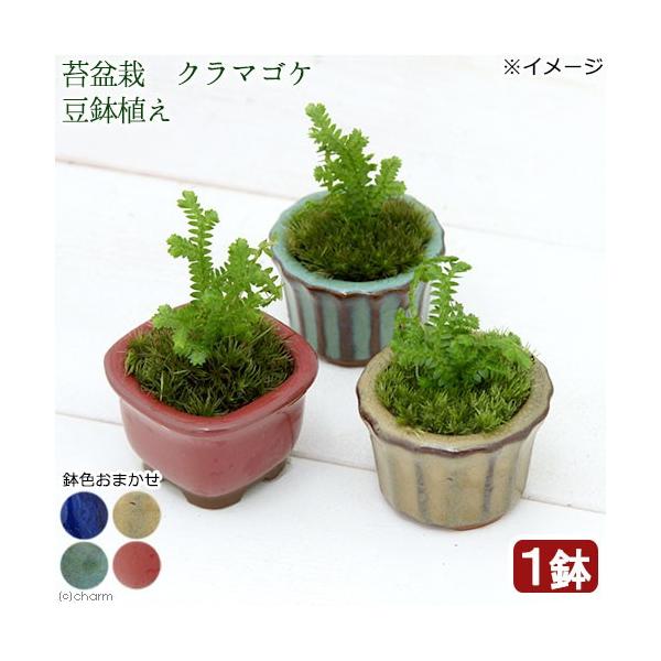 iR쑐jۖ~́@N}SP@AiPjixԁj