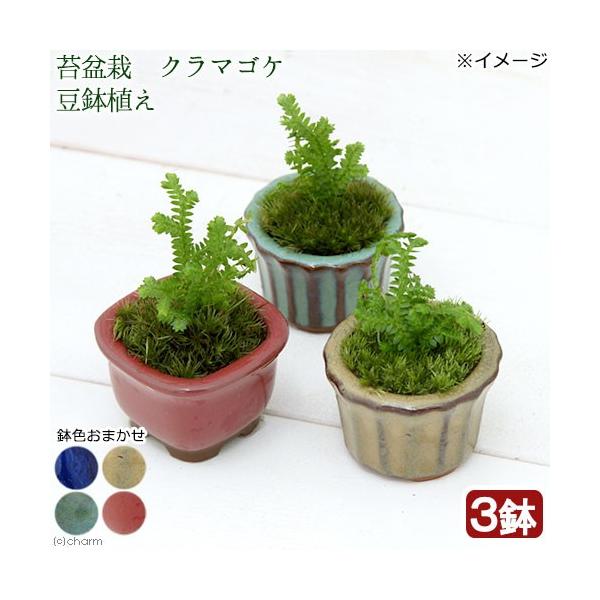 iR쑐jۖ~́@N}SP@AiRjixԁj