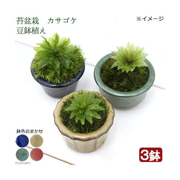 iR쑐jۖ~́@IIJTSP@AiRj