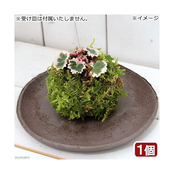 i~́jۋʁ@胆LmV^iPj@ϗtA@RPʁixԁj