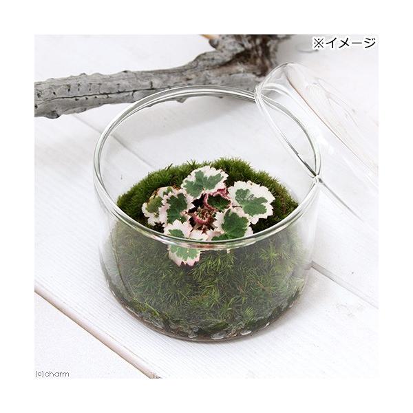 iϗtAjۃeE@胆LmV^i䏊ԁj@WtJbvkiPj@t@RPeE@ۃe@RPe@ہ@CeA