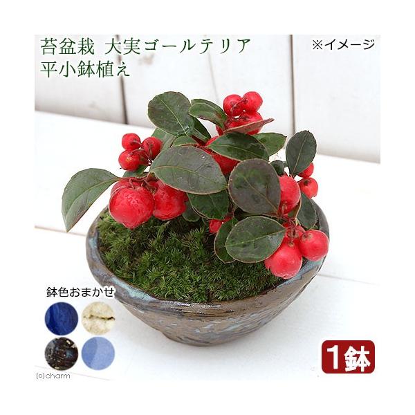 _interior　_gardening　ガーデニング　山野草　寄せ植え　koukaseki_series　sannyasou_2014　20190102　ＲＭ　植物　植物生体　育て方　育成方法　栽培方法　koke_toki　koke_kw...