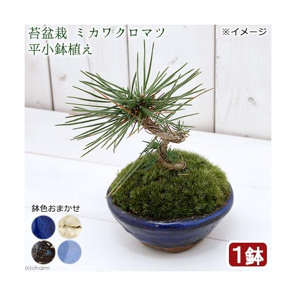 黒松 苗の人気商品・通販・価格比較 - 価格.com 黒松 苗の人気商品・通販・価格比較 - 価格.com