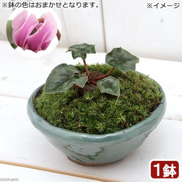 iR쑐jۖ~́@VN@wftHE@ԁ@A@F܂iPjixԁj