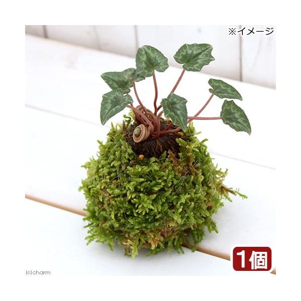 i~́jۋʁ@VN@i킨܂iPjixԁj@ϗtA@RP