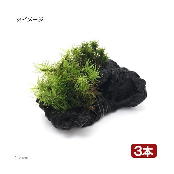 ieEjہ@e@Vb|SPt؁@~jTCYiVxjiR{j