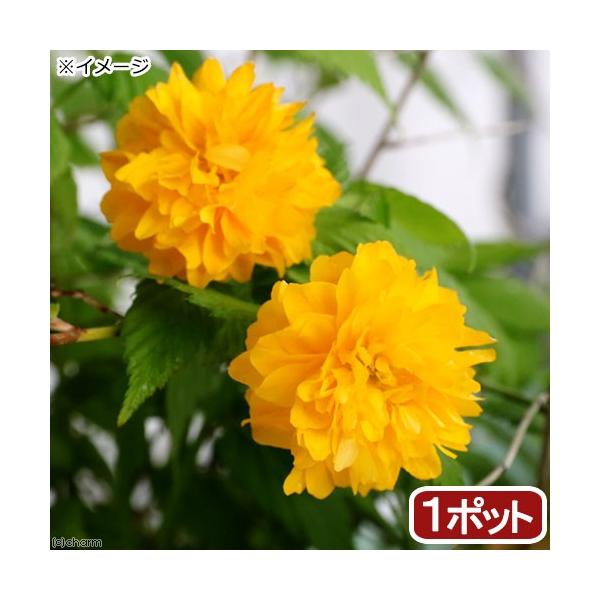 iR쑐j~́@G}uLidRj@R`RDTiP|bgjixԁj